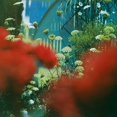 thumbnail image 1 of Haze, 1 of 1