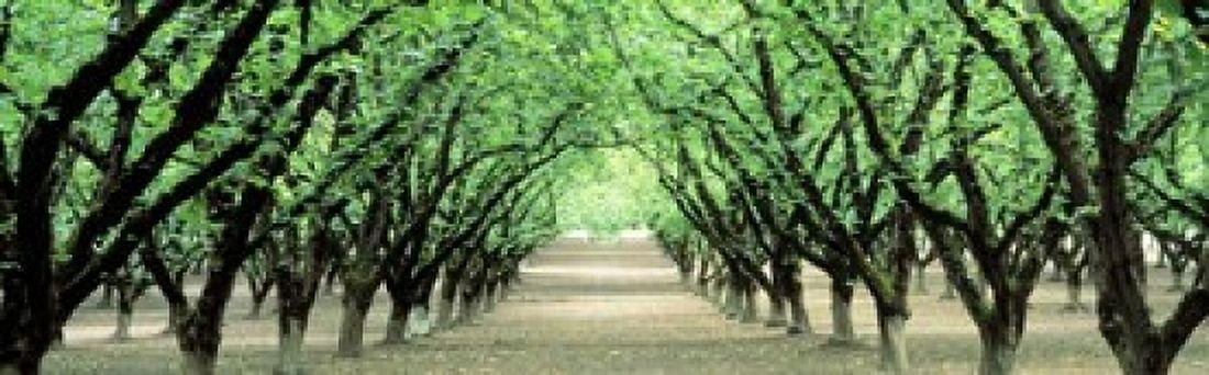 Hazel Nut Orchard Dayton Oregon USA Canvas Art - Panoramic Images (18 x 6)