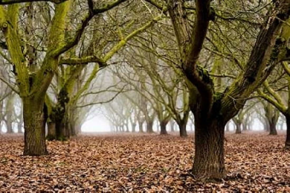 Hazel Tree Grove I Canvas Art - Erin Berzel (24 x 36)