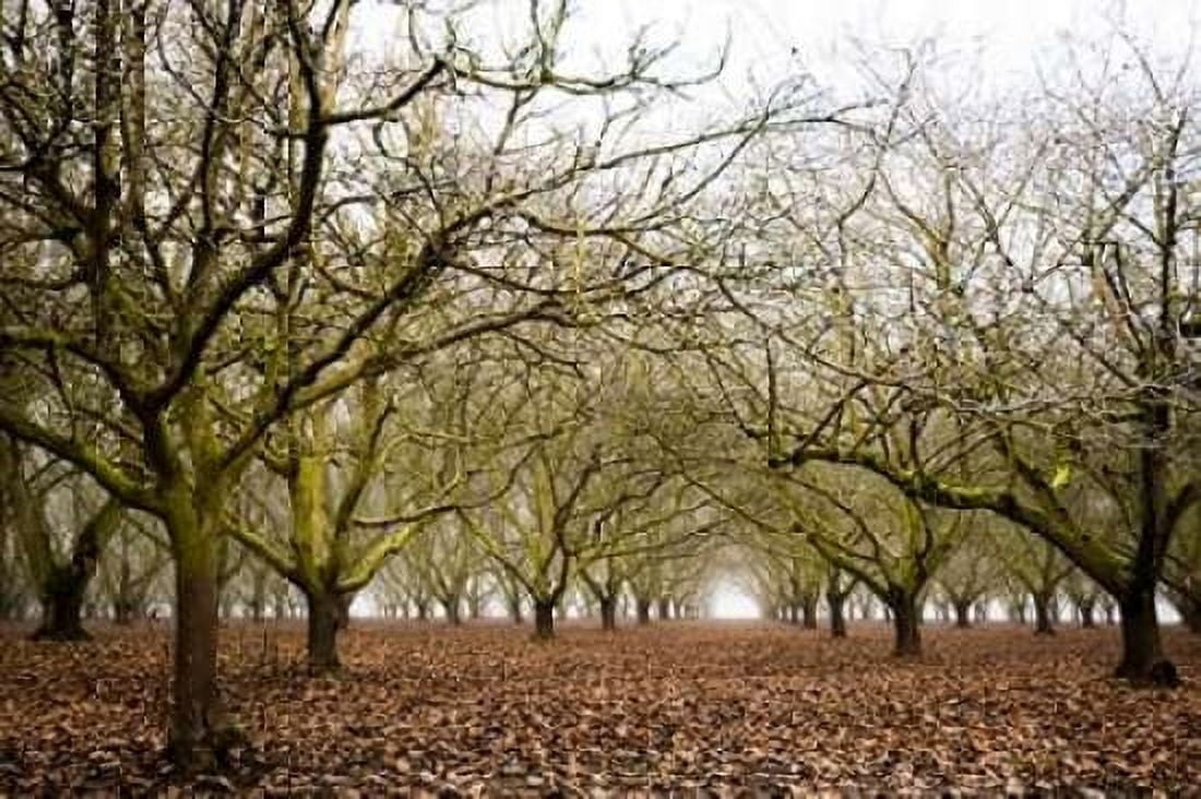 Hazel Tree Grove II Canvas Art - Erin Berzel (24 x 36)
