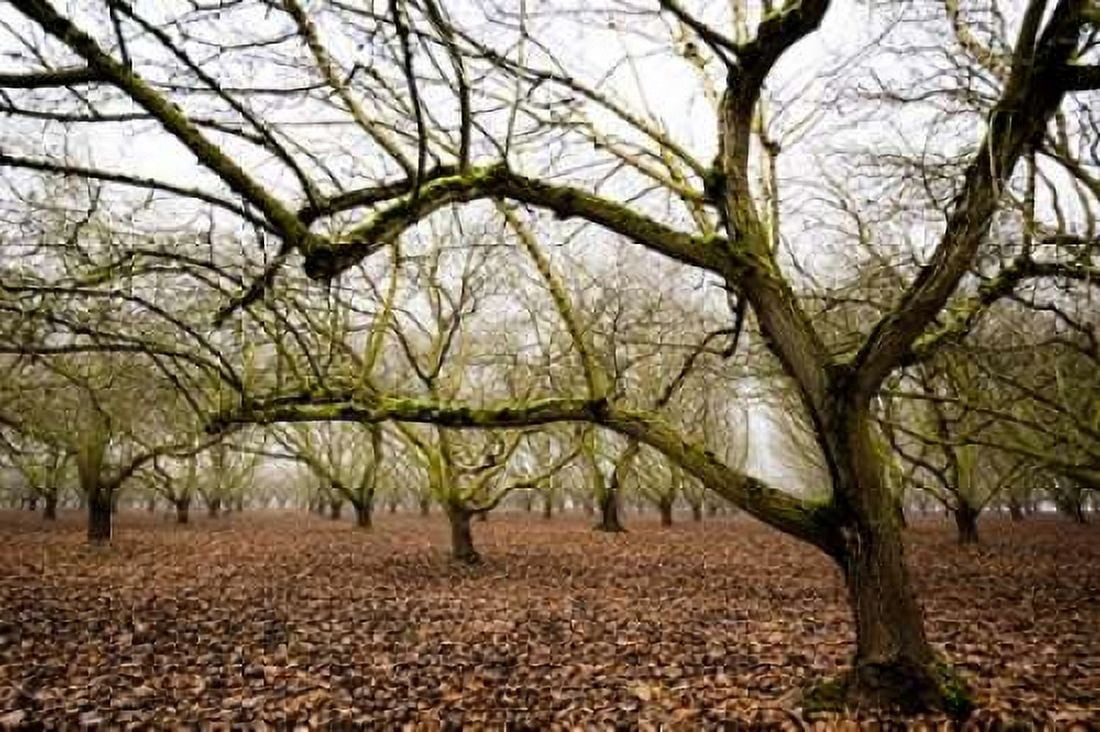 Hazel Tree Grove IV Canvas Art - Erin Berzel (24 x 36)