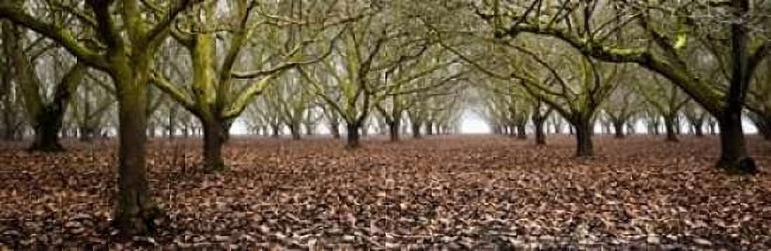Hazel Tree Grove Pano I Canvas Art - Erin Berzel (12 x 36)