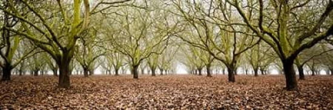Hazel Tree Grove Pano II Canvas Art - Erin Berzel (8 x 24)