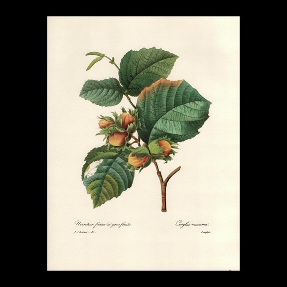 Hazel Tree Redoute Botanical Print, Unframed Paper Poster 8x10in