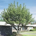 thumbnail image 1 of Hazelnut (Corylus) Dormant Bare Root Starter Nut Tree (1-Pack), 1 of 4