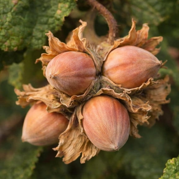 Hazelnut Live Tree Plants Hardy Hazelnut Seedlings for Planting Fast Growing Nut Tree Outdoor Garden & Orchard Starter Plants (2 Trees)