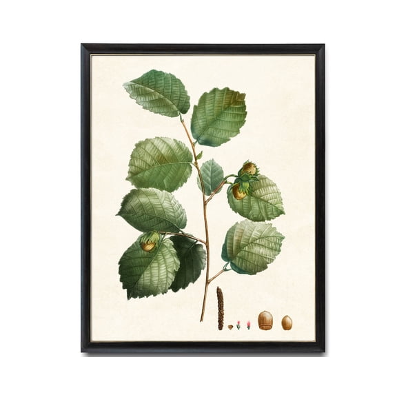 Hazelnut Tree Branch Botanical Print, Unframed Paper Poster 8x10in