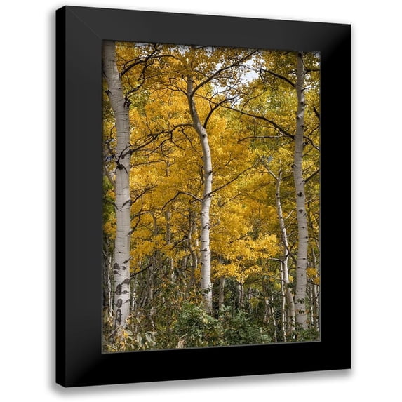 Head, Danny 11x14 Black Modern Framed Museum Art Print Titled - Autumn Aspens II
