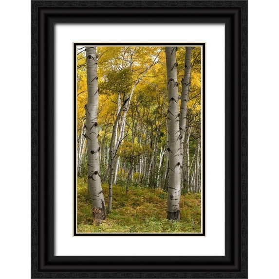 Head, Danny 11x14 Black Ornate Wood Framed with Double Matting Museum Art Print Titled - Autumn Aspens I