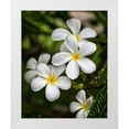 thumbnail image 1 of Head, Danny 12x14 White Modern Wood Framed Museum Art Print Titled - Plumeria II, 1 of 4
