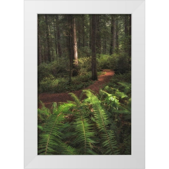 Head, Danny 13x18 White Modern Wood Framed Museum Art Print Titled - Fern Lined Path
