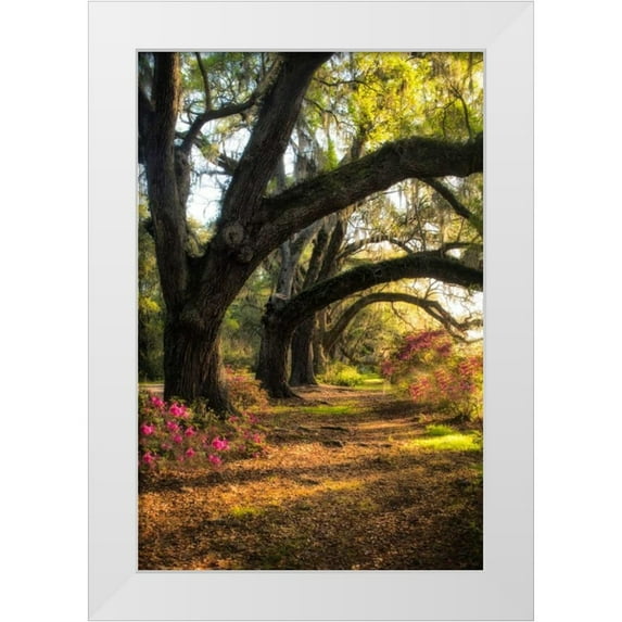 Head, Danny 13x18 White Modern Wood Framed Museum Art Print Titled - Under the Live Oaks II