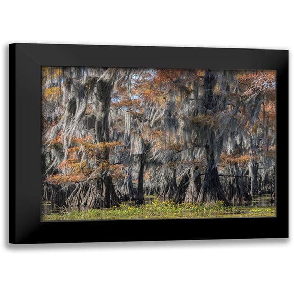 Head, Danny 14x11 Black Modern Framed Museum Art Print Titled - Bayou Flowers