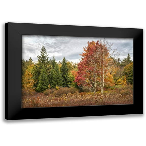 Head, Danny 14x11 Black Modern Framed Museum Art Print Titled - Woodland Variety