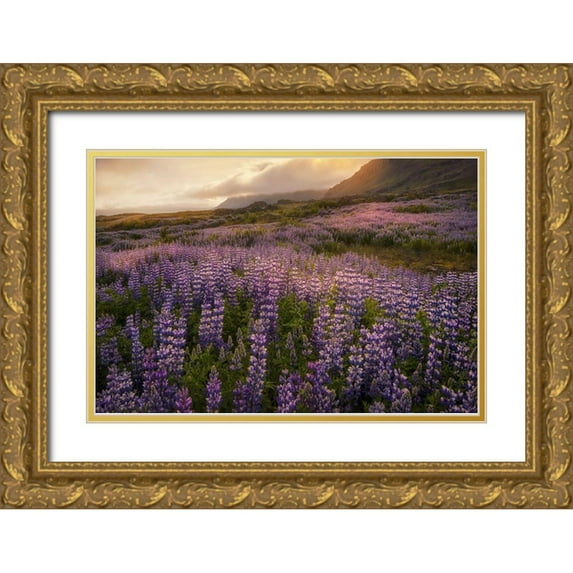 Head, Danny 14x11 Gold Ornate Wood Framed with Double Matting Museum Art Print Titled - Field of Lupines