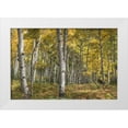 thumbnail image 1 of Head, Danny 14x11 White Modern Wood Framed Museum Art Print Titled - Aspen Grove II, 1 of 4