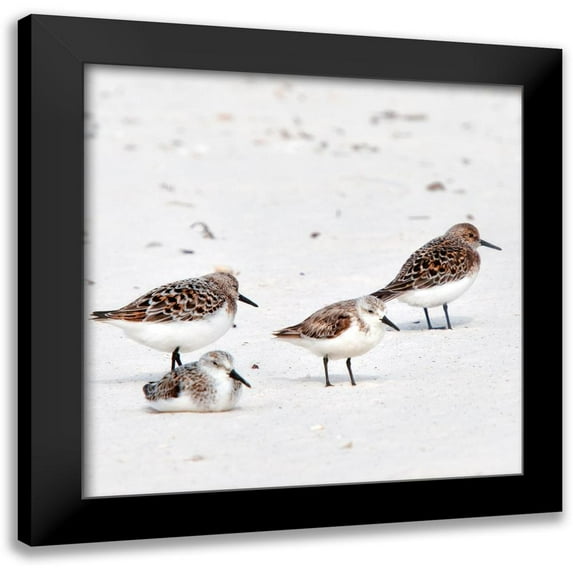 Head, Danny 15x15 Black Modern Framed Museum Art Print Titled - Resting Sandpipers