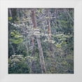 thumbnail image 1 of Head, Danny 15x15 White Modern Wood Framed Museum Art Print Titled - DogwoodsI, 1 of 4