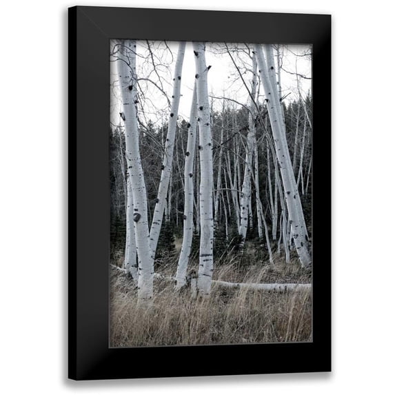 Head, Danny 17x24 Black Modern Framed Museum Art Print Titled - Pale Bark I