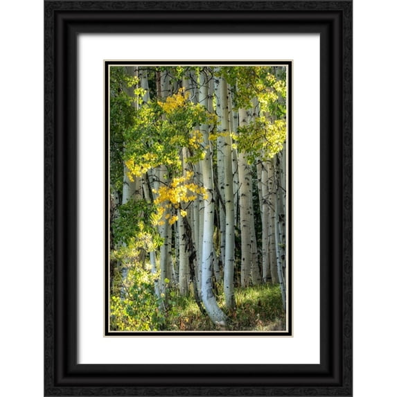 Head, Danny 17x24 Black Ornate Wood Framed with Double Matting Museum Art Print Titled - Aspen Trunks VI