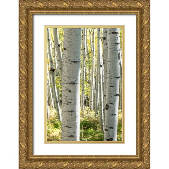 Head, Danny 17x24 Gold Ornate Wood Framed with Double Matting Museum Art Print Titled - Aspen Trunks III