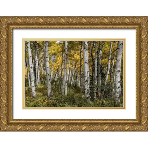 Head, Danny 18x13 Gold Ornate Wood Framed with Double Matting Museum Art Print Titled - Autumn Grove II