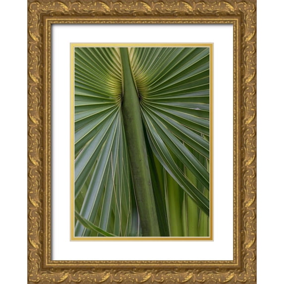 Head, Danny 18x24 Gold Ornate Wood Framed with Double Matting Museum Art Print Titled - Palm Detail II