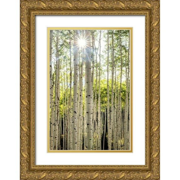 Head, Danny 23x32 Gold Ornate Wood Framed with Double Matting Museum Art Print Titled - Aspen Trunks I