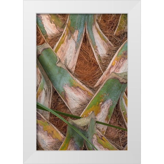 Head, Danny 23x32 White Modern Wood Framed Museum Art Print Titled - Palm Trunk Detail II