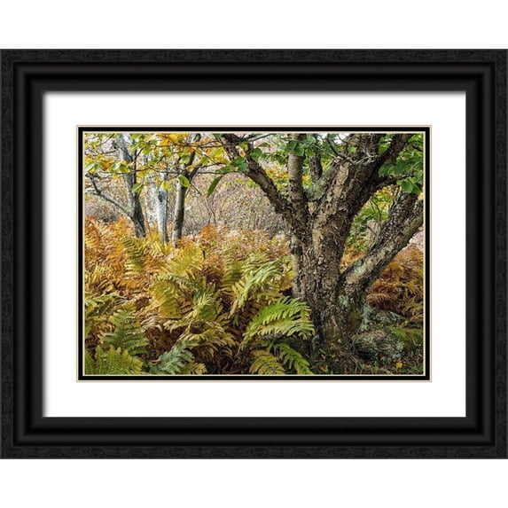 Head, Danny 32x24 Black Ornate Wood Framed with Double Matting Museum Art Print Titled - Autumn Fern