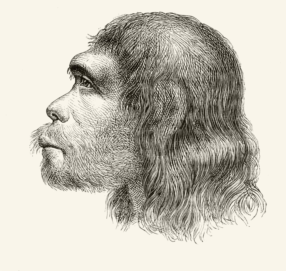 Head Of A Neanderthal Man Illustration From A 19Th Century Reconstruction From Nuestro Siglo Published Barcelona 1883 Canvas Art - Ken Welsh Design Pics (15 x 14)