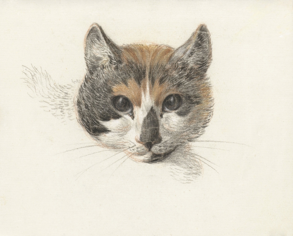Head Of A Calico Cat From The Front Canvas Art - (36 x 24)