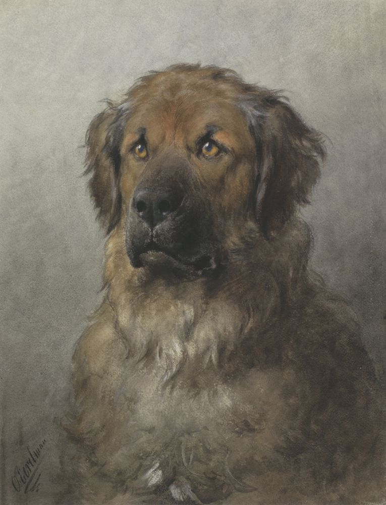 Head Of A Newfoundland Dog Canvas Art - (18 x 24)