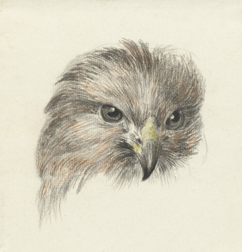 Head Of A Raptor Canvas Art - (18 x 24)