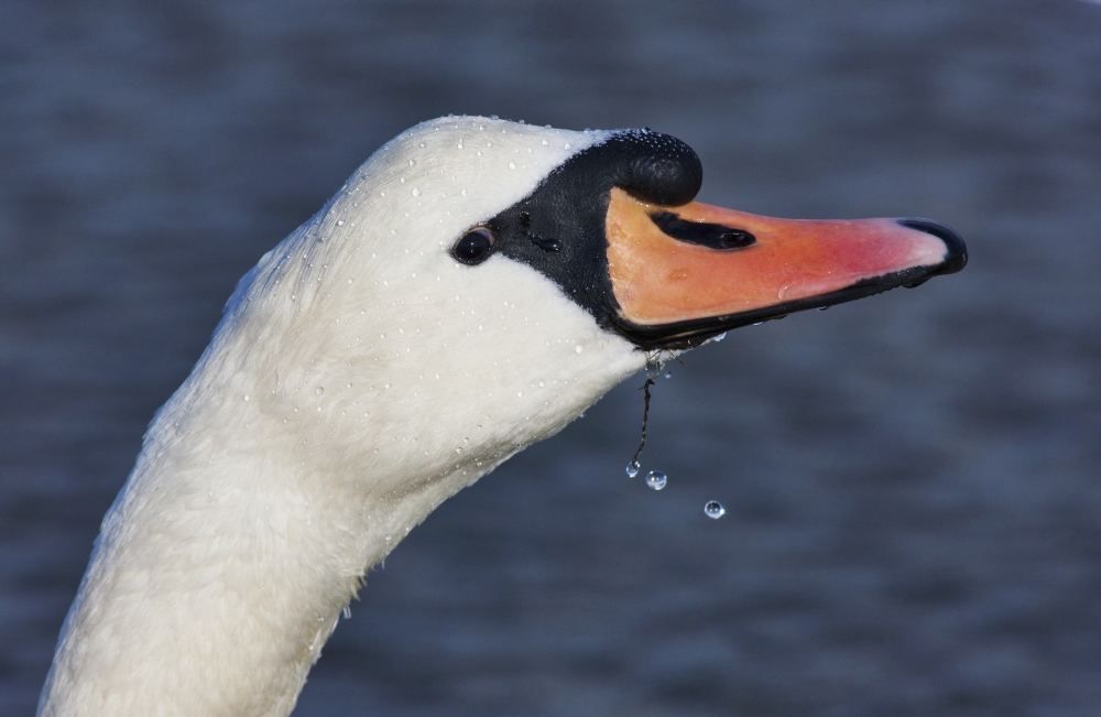 Head Of A Swan Holy Island Northumberland England Canvas Art - John Short Design Pics (19 x 12)