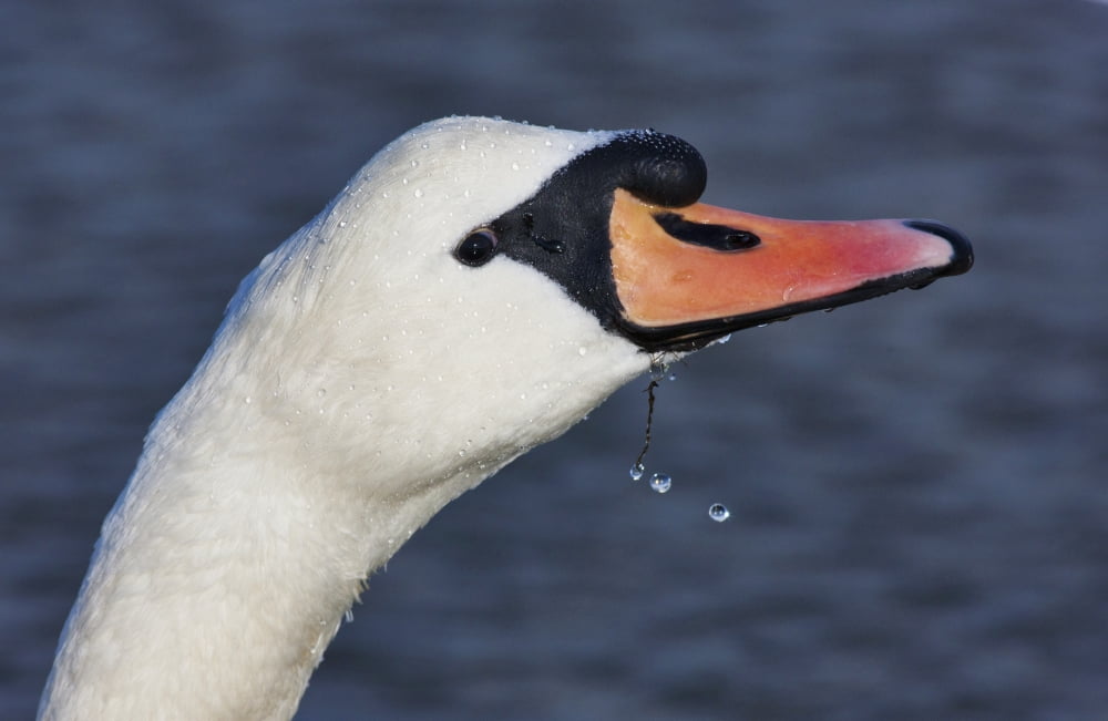 Head Of A Swan Holy Island Northumberland England Canvas Art - John Short Design Pics (38 x 24)