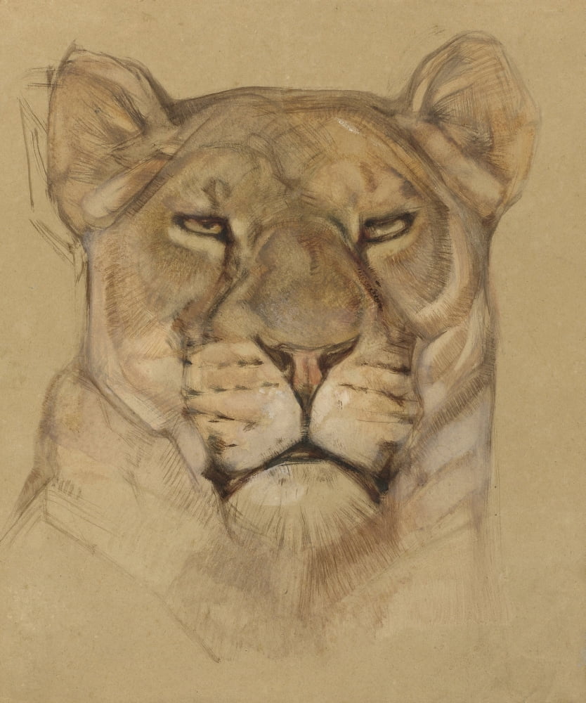 Head Of Lioness Canvas Art - (18 x 24)