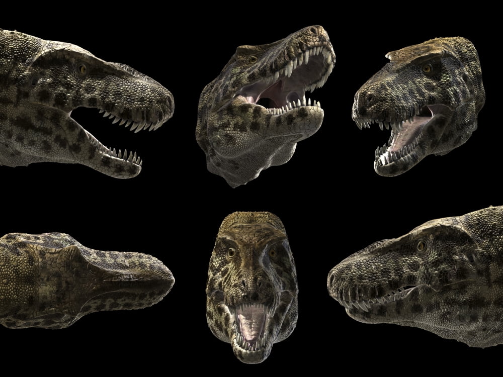 Head detail of Tyrannosaurus Rex Canvas Art - Rodolfo NogueiraStocktrek Images (32 x 24)
