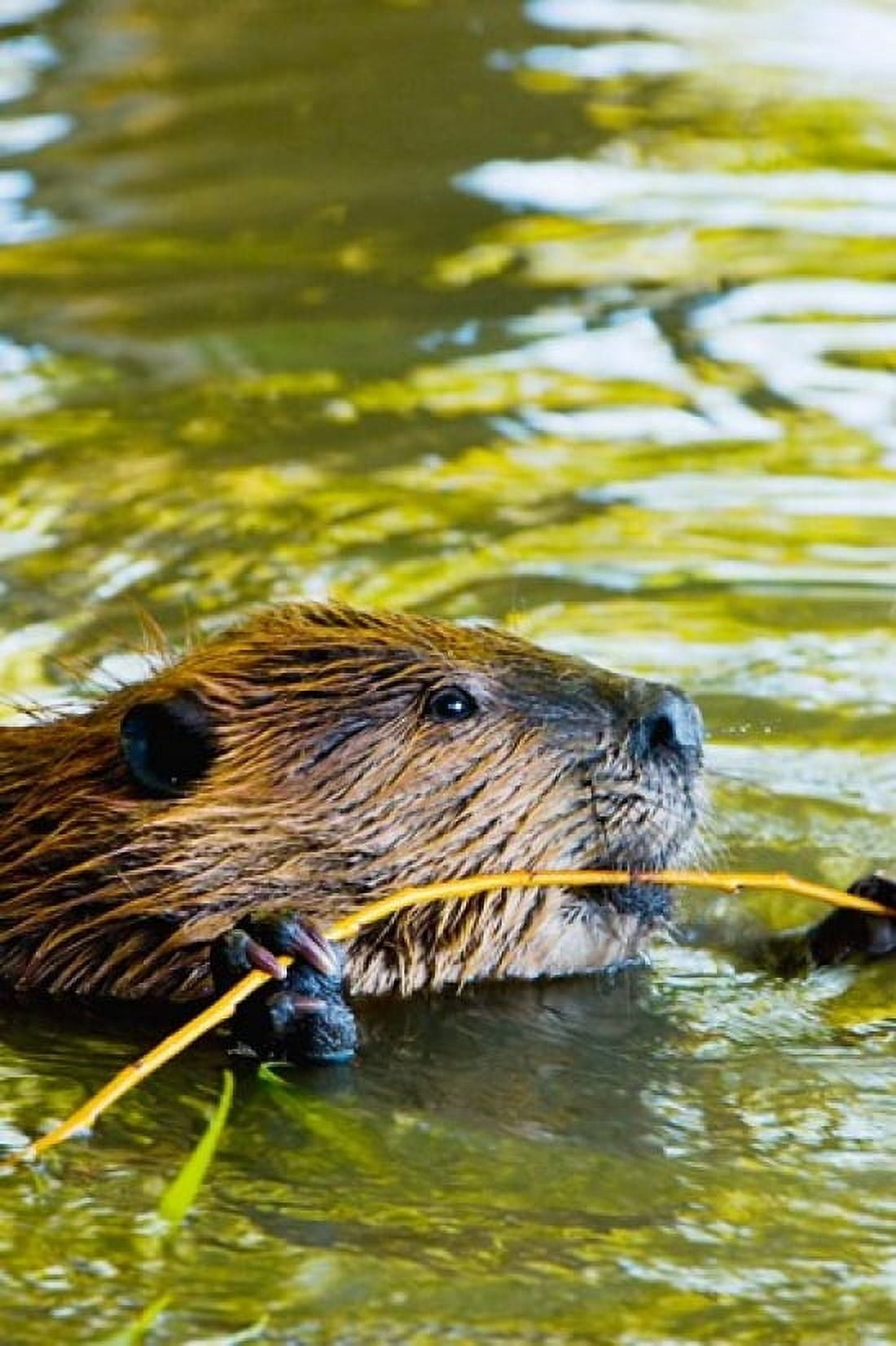 Head of American Beaver Stanley Park British Columbia Canvas Art - Paul Colangelo DanitaDelimont (17 x 26)