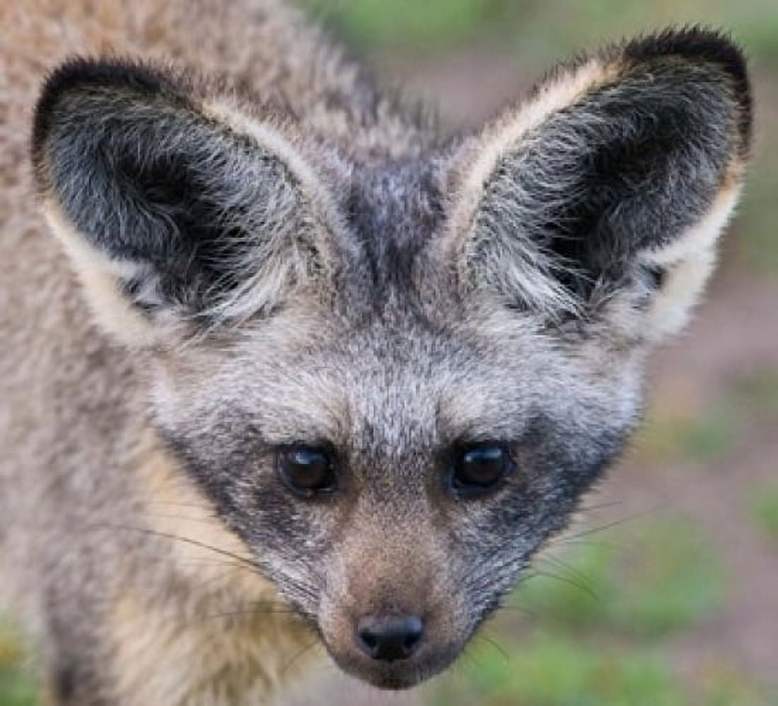 Head of Bat-Eared Fox Ngorongoro Conservation Canvas Art - Ralph H Bendjebar DanitaDelimont (20 x 18)