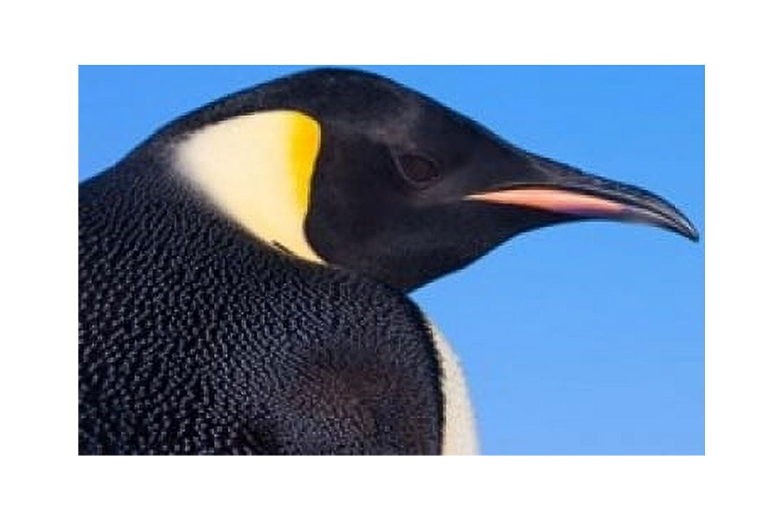 Head of Emperor Penguin Antarctica Canvas Art - Keren Su DanitaDelimont (19 x 12)