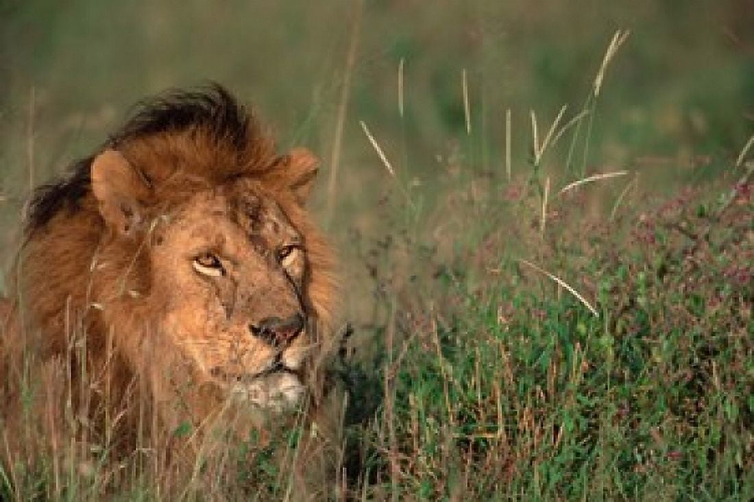 Head of Male African Lion Tanzania Canvas Art - Dee Ann Pederson DanitaDelimont (39 x 26)