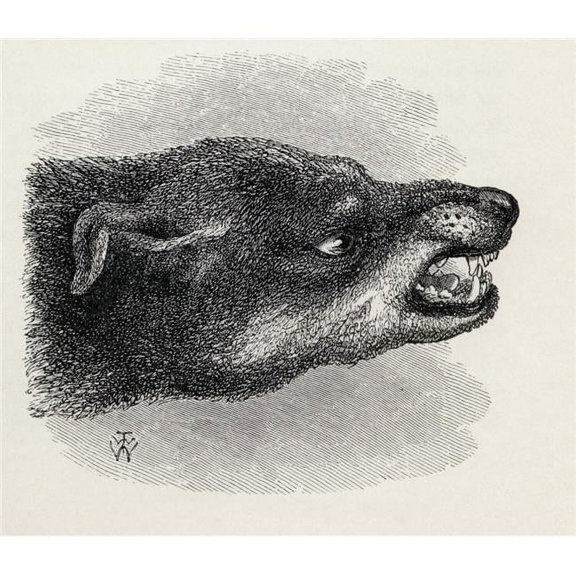 Head of Snarling Dog Illustration Drawn From Life by Mr Wood From the Book the Expression of the Emotions In Man & A 1 Poster Print, 15 x 13