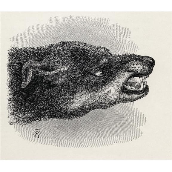 Head of Snarling Dog Illustration Drawn From Life by Mr Wood From the Book the Expression of the Emotions In Man & A 3 Poster Print - 30 x 26