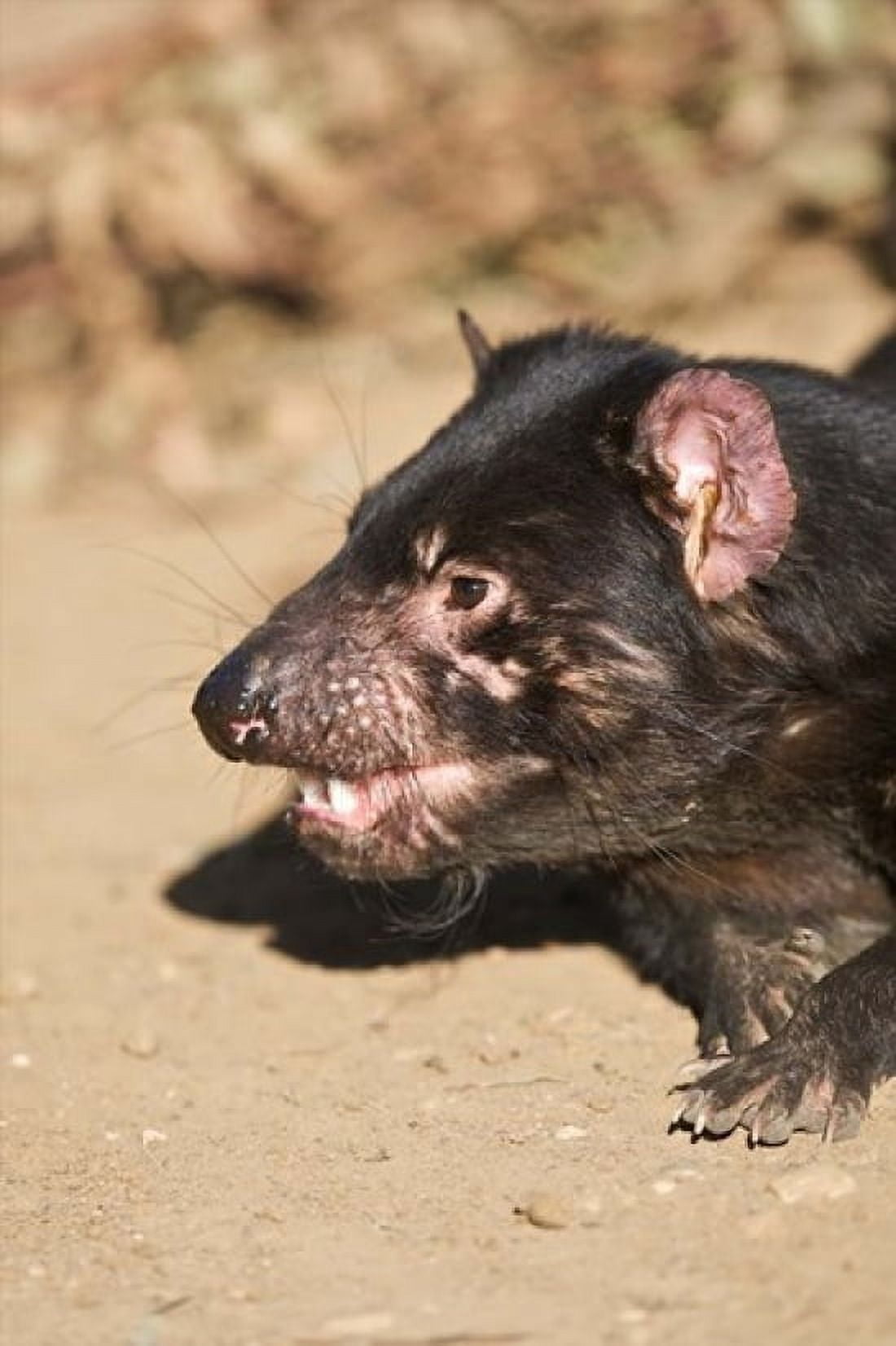 Head of Tasmanian Devil Canvas Art - Rebecca Jackrel DanitaDelimont (17 x 26)