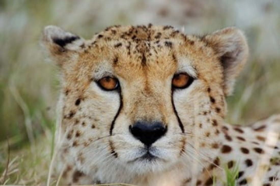 Head of a Cheetah Masai Mara Game Reserve Kenya Canvas Art - Adam Jones DanitaDelimont (24 x 15)