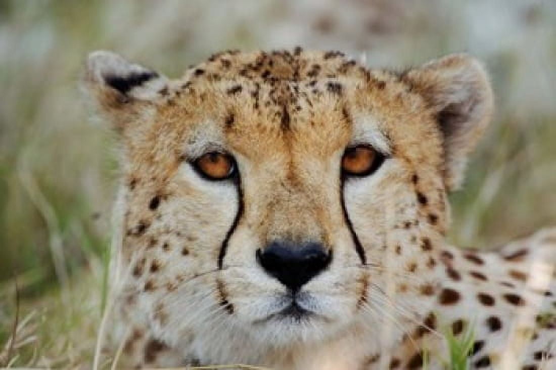 Head of a Cheetah Masai Mara Game Reserve Kenya Canvas Art - Adam Jones DanitaDelimont (35 x 23)