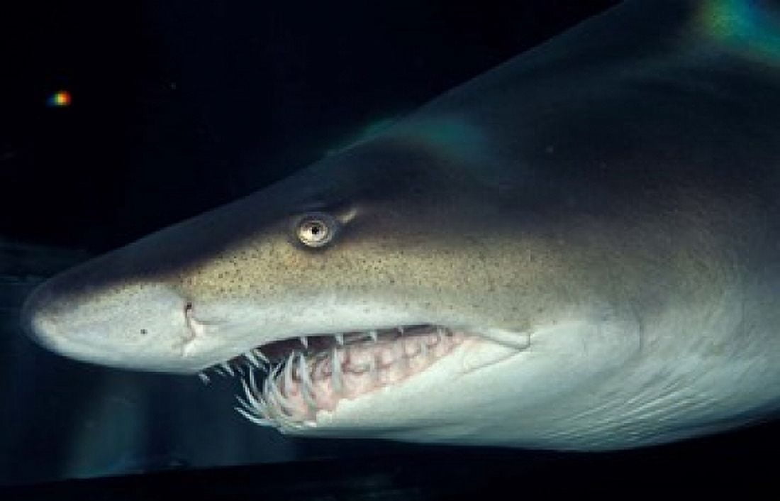 Head of a Great White Shark South Africa Canvas Art - Michele Westmorland DanitaDelimont (36 x 23)