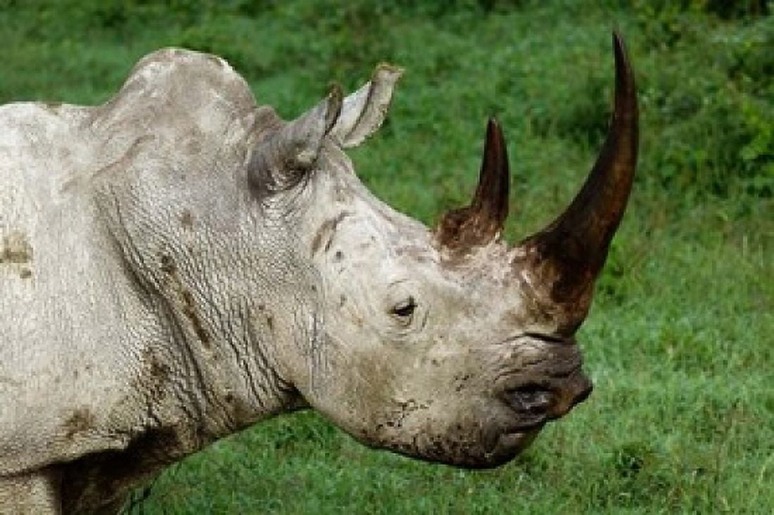 Head of a White Rhinoceros Lake Nakuru National Park Kenya Canvas Art - Adam Jones DanitaDelimont (24 x 15)