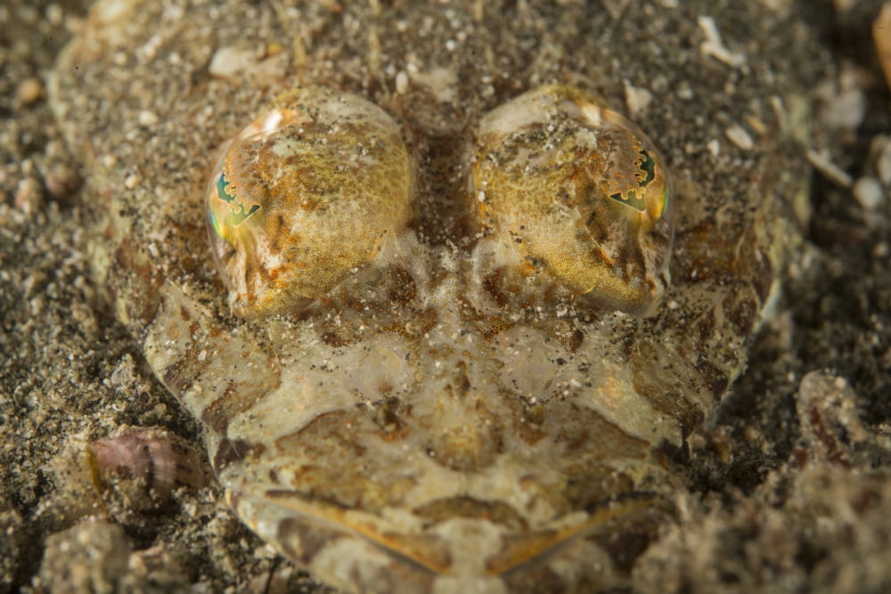 Head of a crocodilefish with frilly eylids over emerald green eyes Canvas Art - Mathieu MeurStocktrek Images (17 x 12)